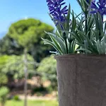 Olia